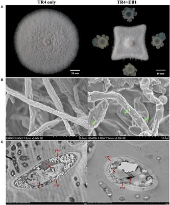 Bio-priming of banana tissue culture plantlets with endophytic Bacillus velezensis EB1 to improve Fusarium wilt resistance